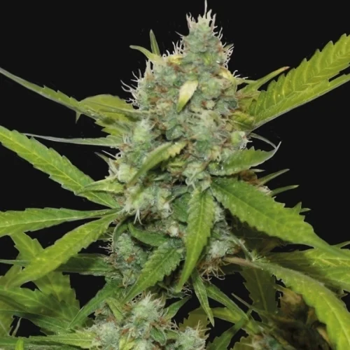 Sweet Tooth Autoflower 