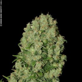 White Russian Feminized