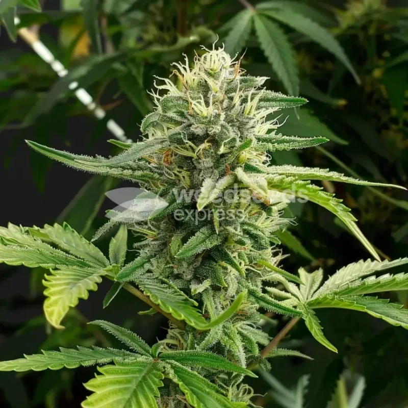 White Russian Feminized Tohumu