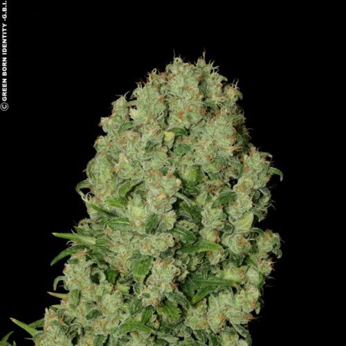 White Russian Feminized