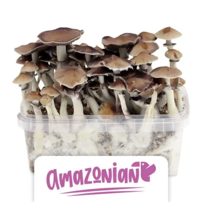 Amazon